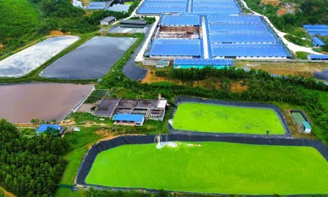 Dừng hoạt động trại heo công nghệ cao gây mùi hôi thối