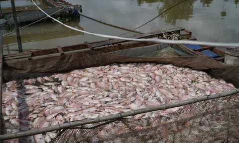 Hình ảnh cá diêu hồng chết trắng trong bè trước ngày xuất bán ở Cần Thơ