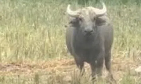 Xuất hiện con trâu lạ liên tiếp đuổi húc người