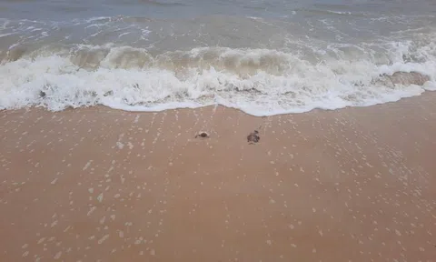 Thứ "không muốn thấy" xuất hiện ở bờ biển Quảng Trị