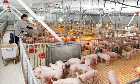 Đại gia chăn nuôi Bắc Ninh lãi gần 5 tỷ đồng mỗi ngày