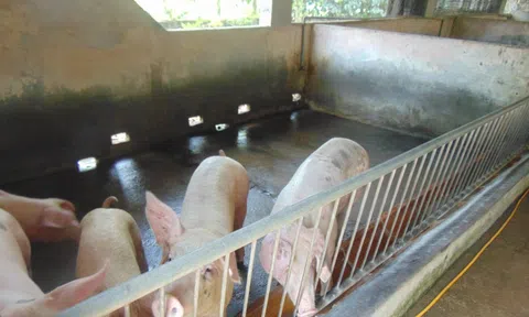 Giá heo hơi hôm nay, 25-10: Khu vực Tây Nam Bộ bất ngờ tăng giá