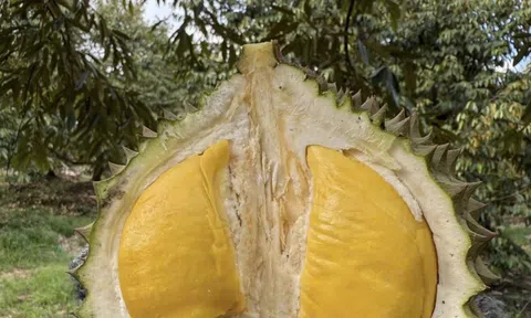 Quê hương của Musang King nhập khẩu sầu riêng Việt Nam để tiêu thụ nội địa