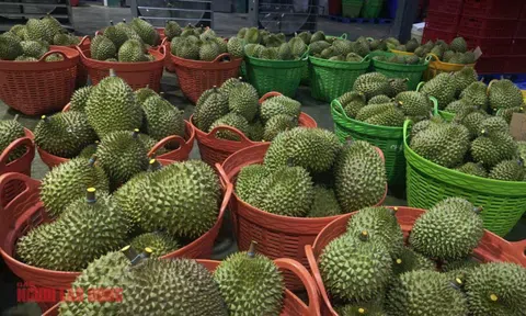 Diễn biến mới vụ hàng ngàn container sầu riêng ùn ứ