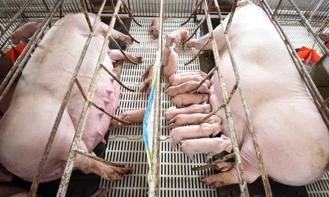 Giá thịt heo giảm, doanh nghiệp chăn nuôi lộ rõ bức tranh tài chính trái chiều