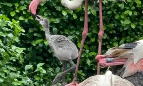 Sau 20 năm, hồng hạc lần đầu làm mẹ giữa lòng Thảo Cầm Viên