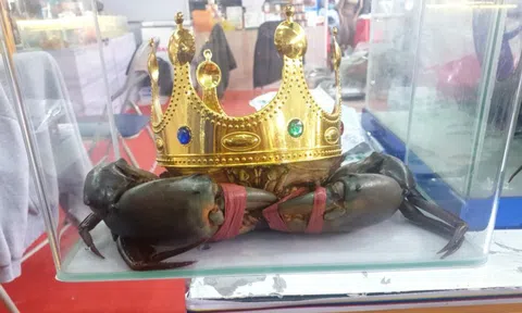 Người nuôi cua ở Cà Mau nói về việc săn lùng "vua cua" nặng trên 1,4 kg