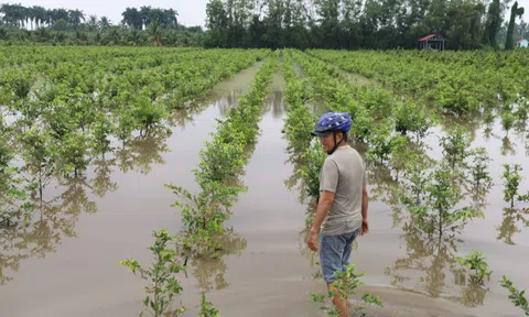 Vựa mai Bình Lợi thoát ngập sau nhiều ngày “giành lại sự sống”