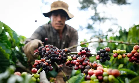 58 tỷ USD nông lâm thủy sản được xuất khẩu trong 10 tháng