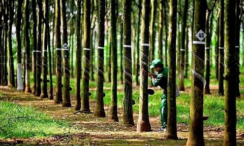 Cao su Phước Hòa lãi gần 500 tỷ đồng sau 9 tháng