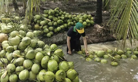 Xây dựng thương hiệu "Dừa Việt Nam xanh và an toàn"