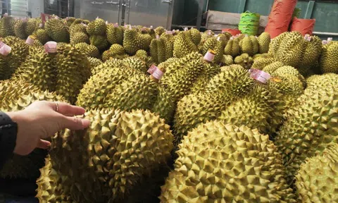 Giá sầu riêng tăng trở lại, bầu Đức tính trồng thêm 1.000 ha sầu riêng