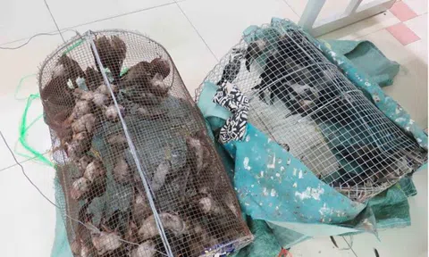 Cấp thiết bảo vệ đàn yến Việt Nam