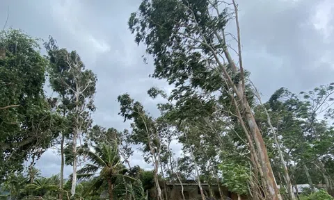 Cách đơn giản theo dõi bão số 13 Kalmaegi trực tiếp trên điện thoại