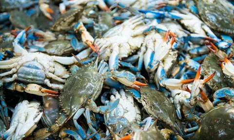 Mỹ tạm hoãn lệnh cấm nhập khẩu ghẹ từ Việt Nam, Bitcoin giảm dưới mốc 100.000 USD