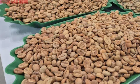 Giá cà phê hôm nay 11 -11: Tăng tiếp, Arabica lại vượt 9.000 USD/tấn