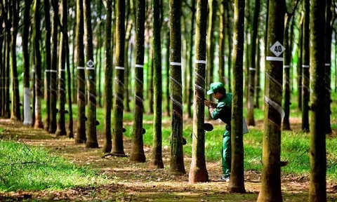 “Mùa vàng” cho ngành cao su