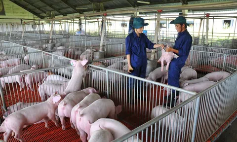 Giá heo hơi hôm nay, 8-11: Diễn biến lạ