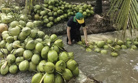Dừa tươi rớt giá thê thảm