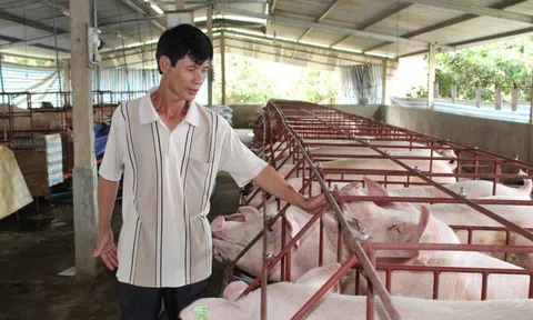 Giá heo hơi hôm nay, 10-11: Bất ngờ với giá heo hơi miền Nam