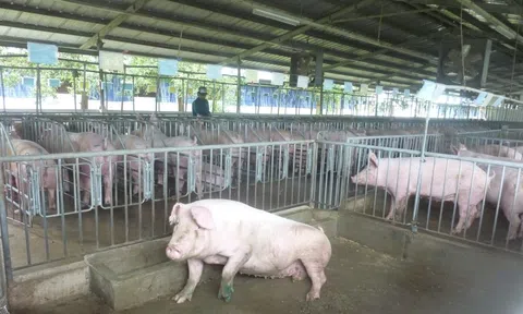 Giá heo hơi hôm nay, 4-11: Đồng loạt giảm mạnh