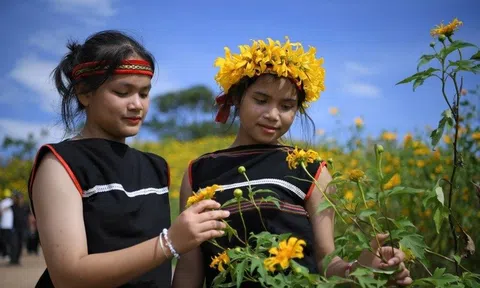 Gia Lai dừng lễ hội hoa dã quỳ, dồn sức khắc phục hậu quả bão số 13