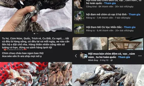 Bị tận diệt, chim hoang dã ngày càng vắng bóng