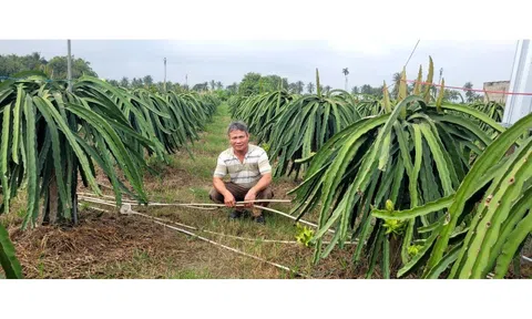 Trộm cắp hoành hành tại các vườn trồng thanh long ở Tây Ninh và Đồng Tháp
