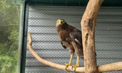 Diều hoa Miến Điện quý hiếm xuất hiện ở Quảng Trị