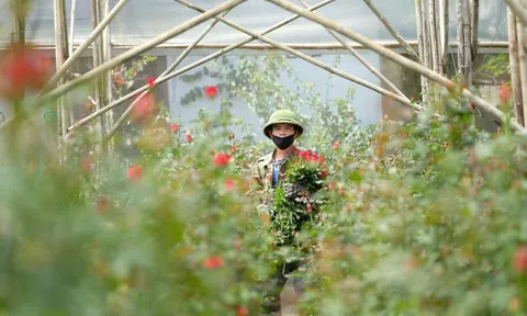 Gần 20-11, nhiều chủ vườn hoa... lo lắng