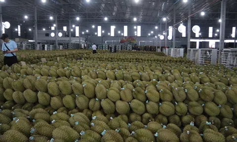 Sầu riêng Việt trước bài học lớn