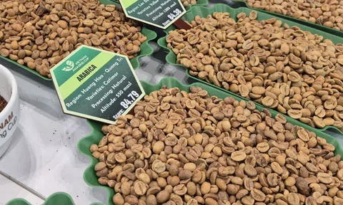 Giá cà phê hôm nay 20-11: Robusta giữ giá tốt