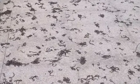 Kinh hãi hàng nghìn con giun đất bò lên vỉa hè ở khu đô thị rồi chết la liệt