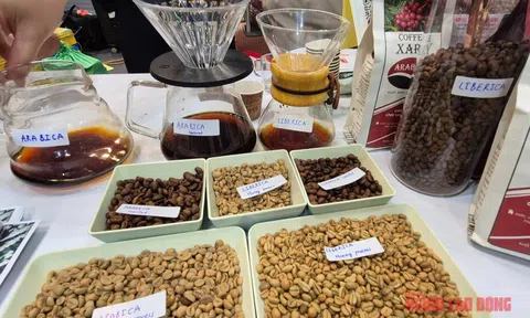 Giá cà phê hôm nay 24-11: Tuần mới sẽ ra sao?