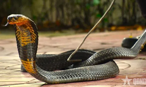 Rắn hổ mang chúa nặng 7 kg bất ngờ xuất hiện trong khu dân cư