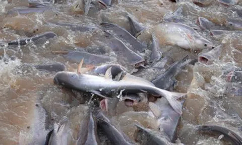 Đàn cá ‘trời ban’ trên sông Tiền được người dân Đồng Tháp chăm sóc như thú cưng