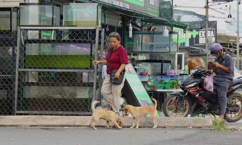 Giải nỗi lo chó thả rông