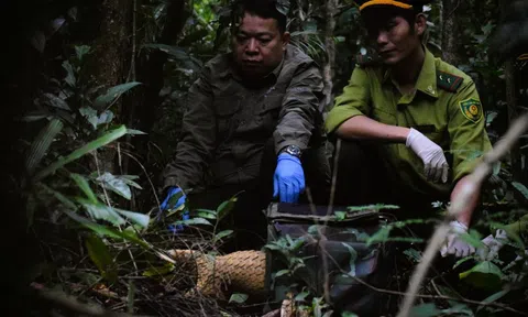 7 con tê tê Java được thả về tự nhiên