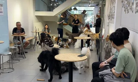 Quán cà phê thú cưng lúng túng khai báo việc nuôi chó, mèo