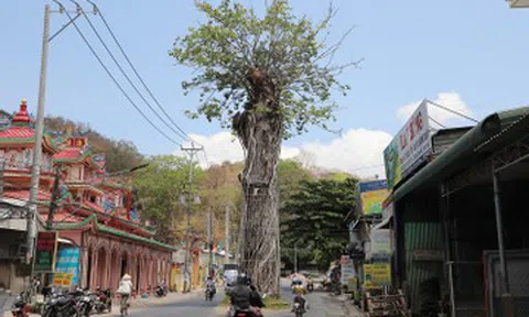 Chuyện về cây dầu hàng trăm tuổi đứng sừng sững giữa đường ở An Giang