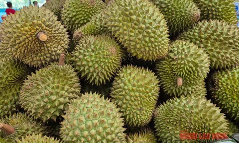 Giá sầu riêng tăng vọt nhưng nông dân vẫn kém vui