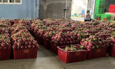 Giá thanh long chong đèn tại Lâm Đồng đạt mức cao nhất nhiều năm