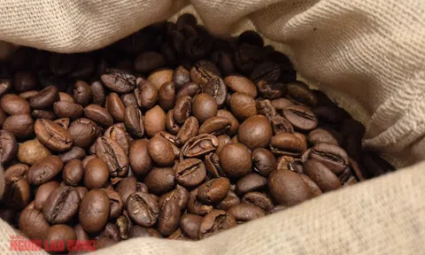 Giá cà phê hôm nay 4-12: Chưa cắt mạch đi lùi, nông dân có bị ép giá?