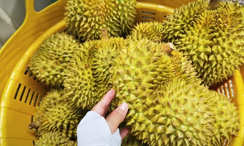 Bộ Nông nghiệp và Môi trường nói gì về vụ án liên quan xuất khẩu sầu riêng?