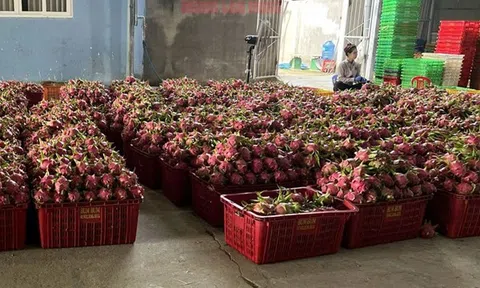 Người trồng thanh long thêm hào hứng