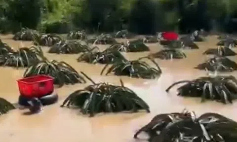 CLIP: Nông dân bám vào ruột xe tải bơi vào vườn thanh long để thu hoạch chạy lũ