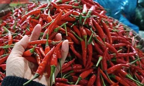 Giá ớt, hành lá vẫn tăng cao bất thường