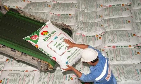 Đạm Cà Mau tăng mục tiêu lợi nhuận năm 2025 lên 1.448 tỷ đồng