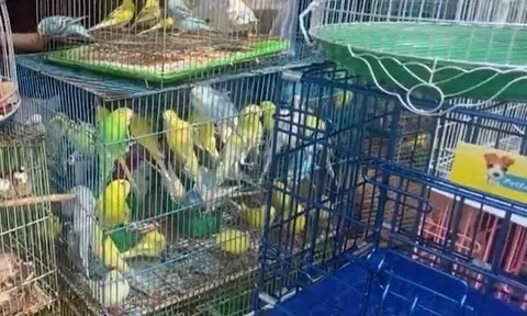 Kiểm tra cửa hàng chim cảnh nổi tiếng ở TPHCM, tạm giữ 341 con chim đủ loại