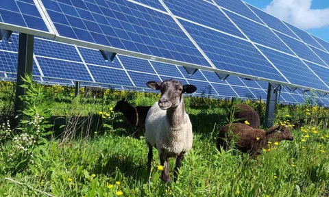Trang trại điện mặt trời 100 MW và 600 chú cừu: Sự kết hợp bất ngờ